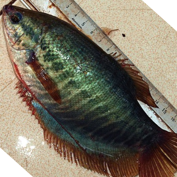 Khuyến mãi Cá sặc rằn