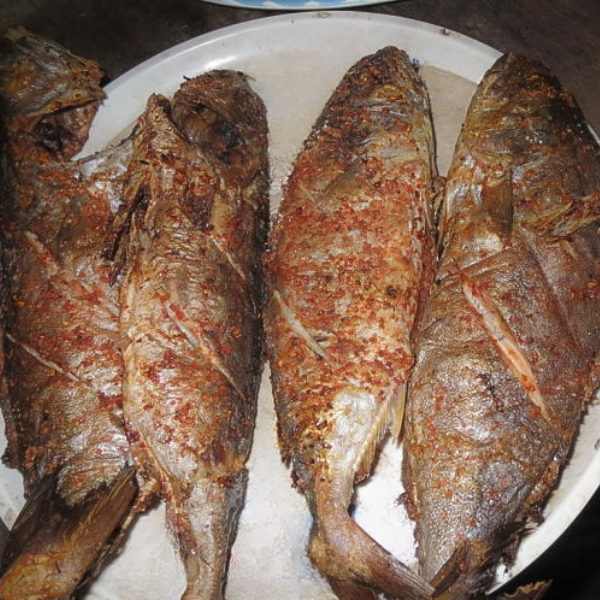 Cá cu giá sỉ