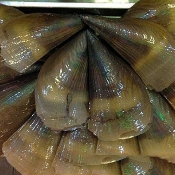cồi biên mai giá sỉ