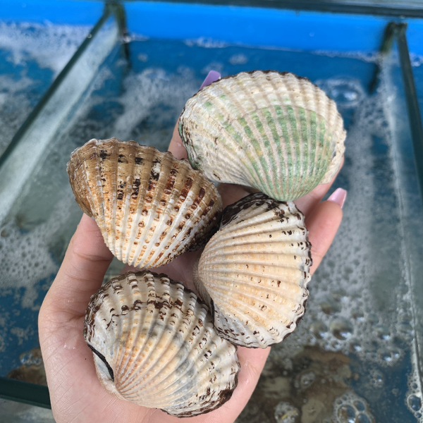 sò huyết cồ giá sỉ