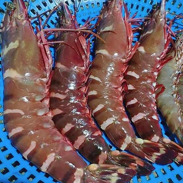 Tôm sú biển thiên nhiên giá sỉ