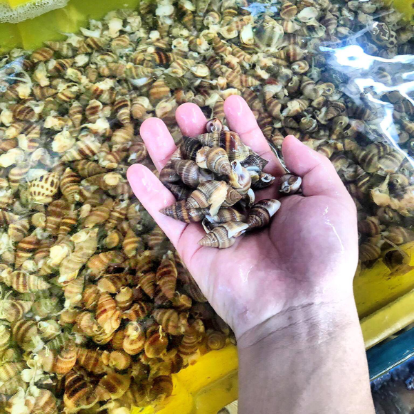 Ốc hương đá chất lượng