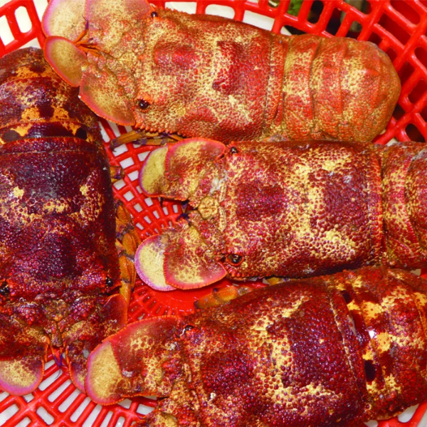 Tôm mũ ni sống giá sỉ