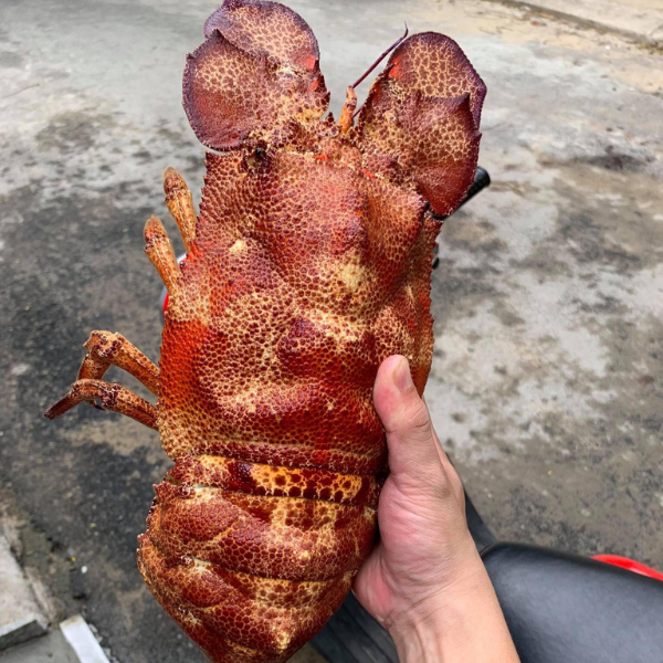 Tôm mũ ni sừng sống giá sỉ