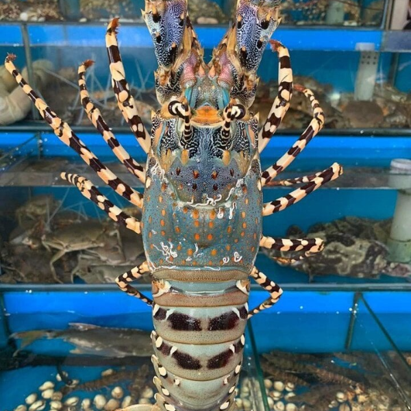 Tôm hùm xanh chất lượng